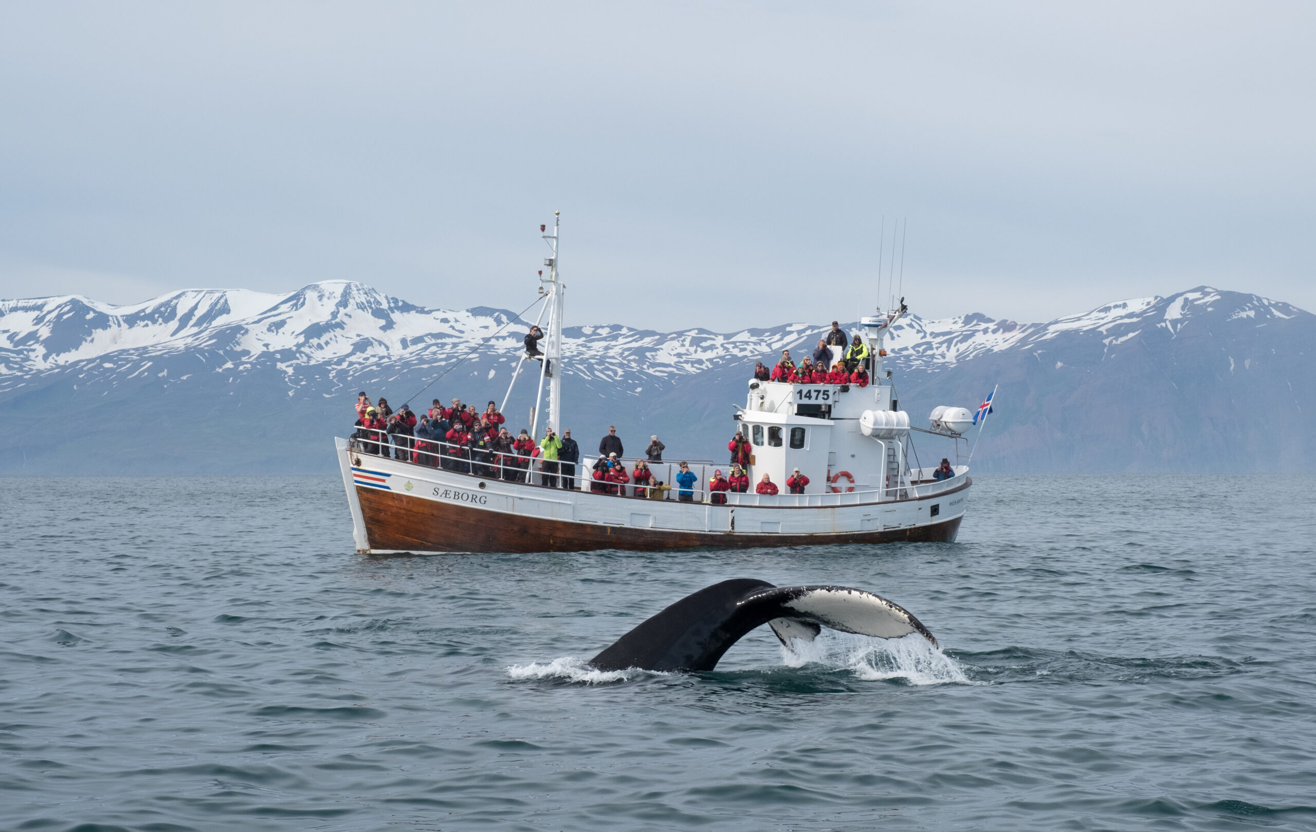 Tourists,On,The,Boat,Watching,Whales,In,Husavik,Bay.,Iceland