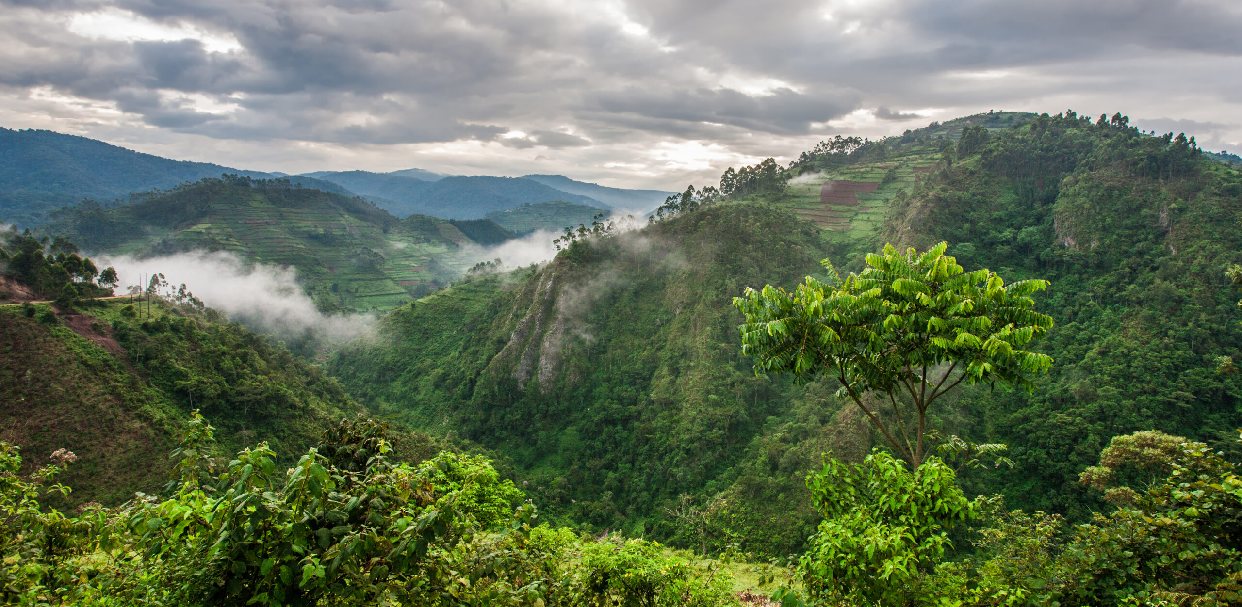 Landscape,In,Southwestern,Uganda,,At,The,Bwindi,Impenetrable,Forest,National