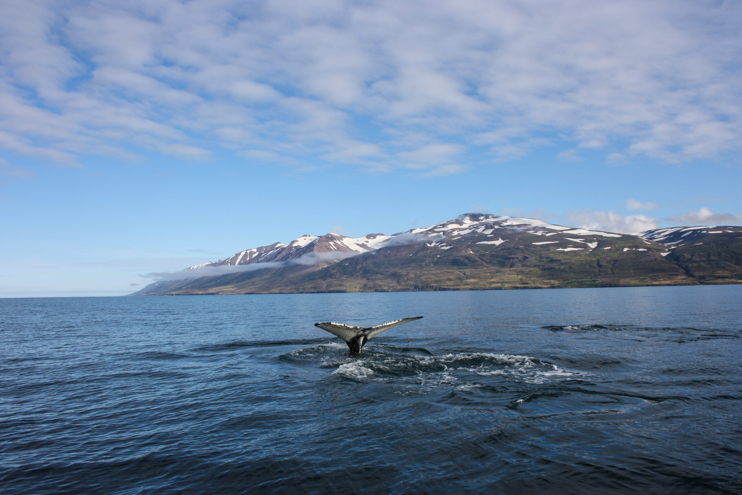 Great,Humpback,Whale,Fluke,While,Whale,Watching,In,Dalvik,,Iceland