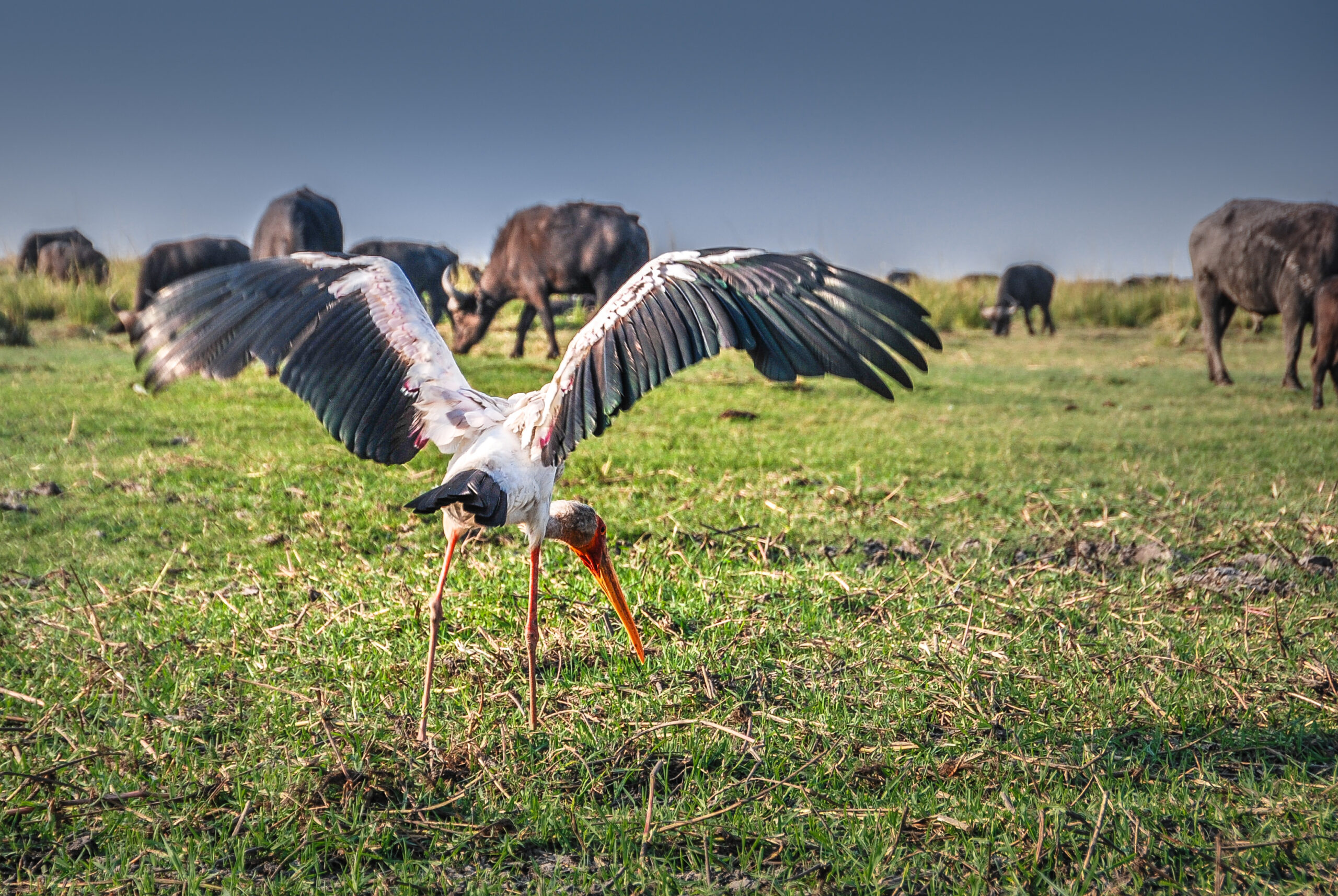 Grey,Heron,(ardea,Cinerea),In,Cuando,Or,Kwando,River,Chobe