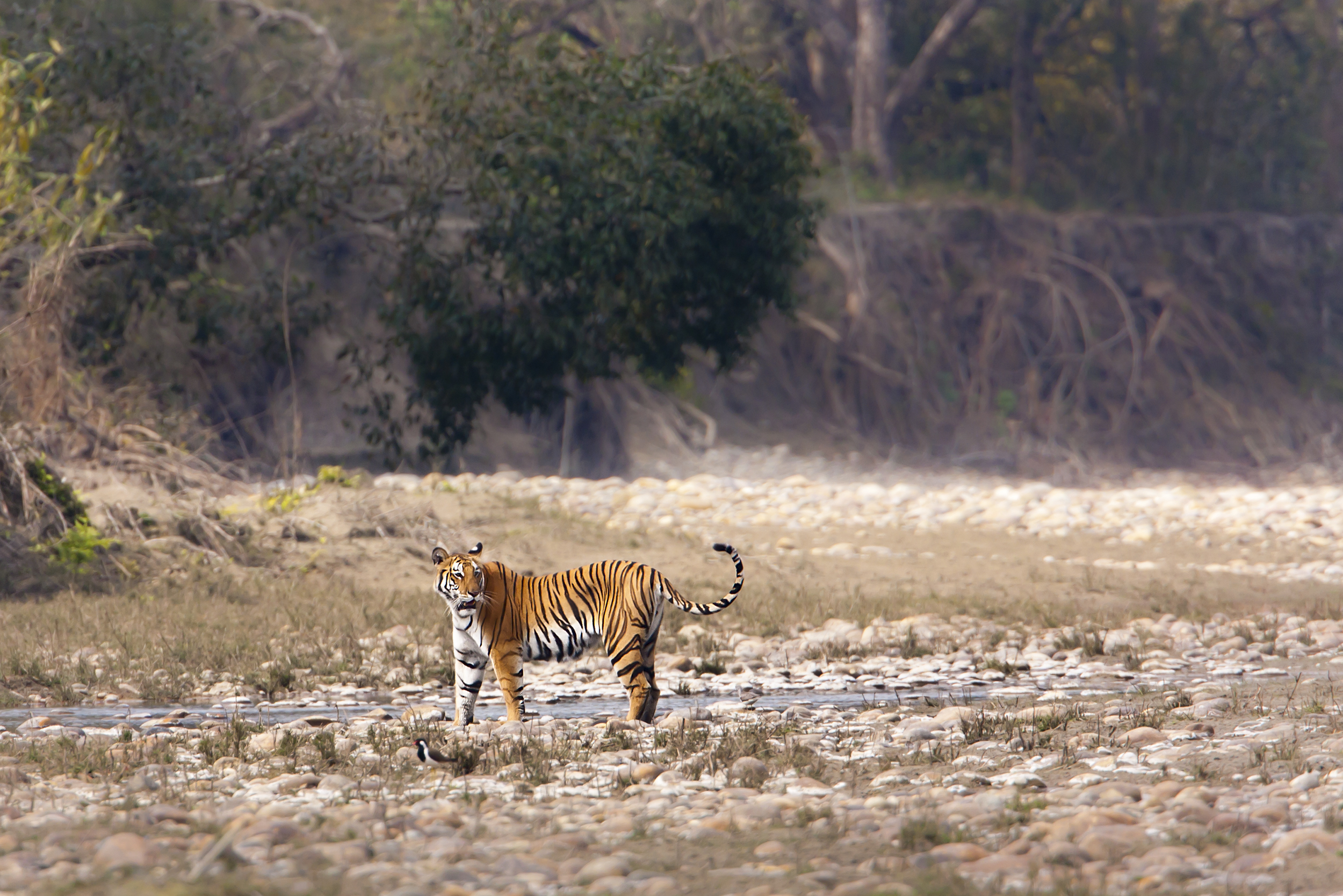 Wild,Tiger,Specie,Panthera,Tigris,,Female,,In,Nepal