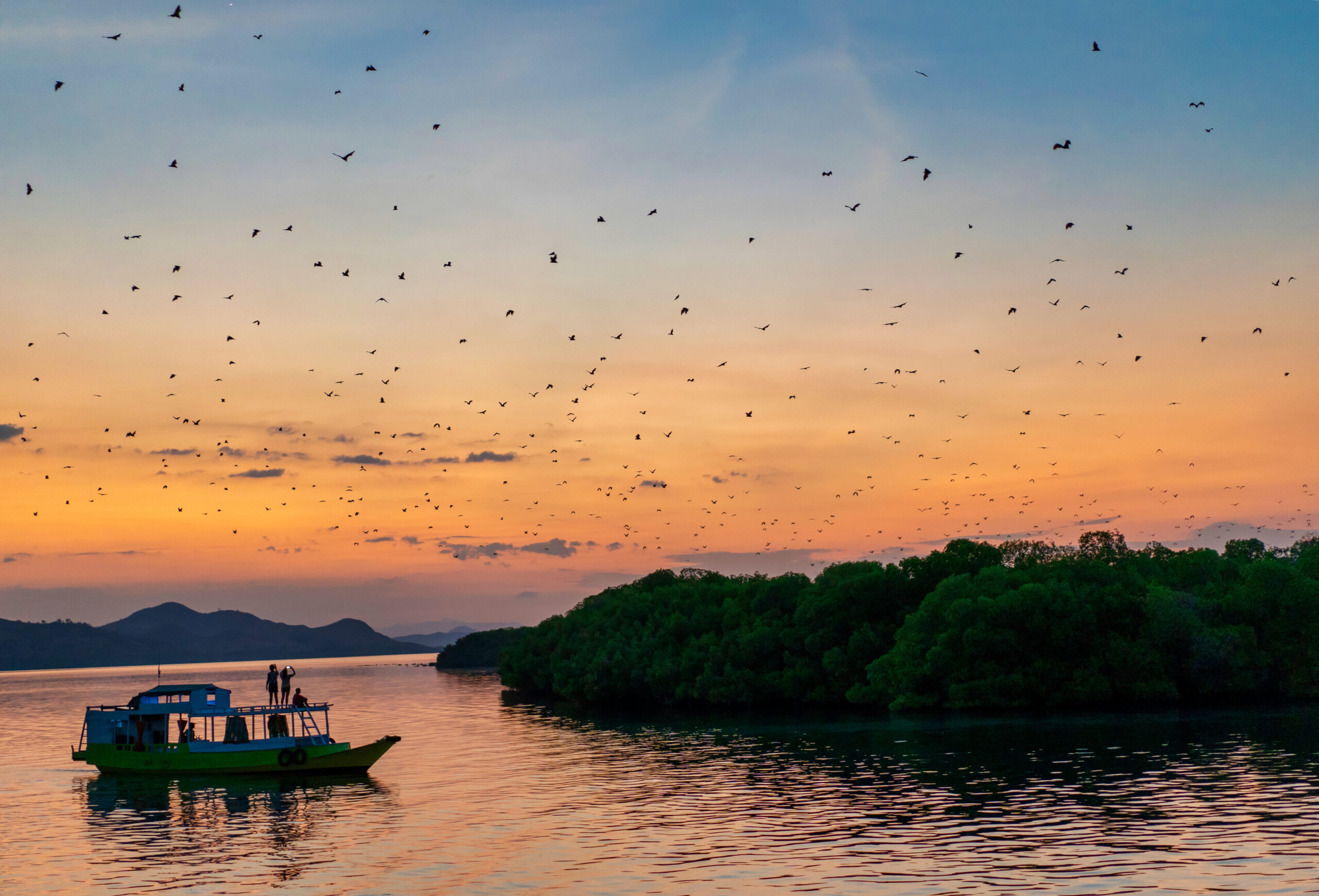 Tourists,On,Boat,Admire,A,Million,Flying,Foxes,Moving,For