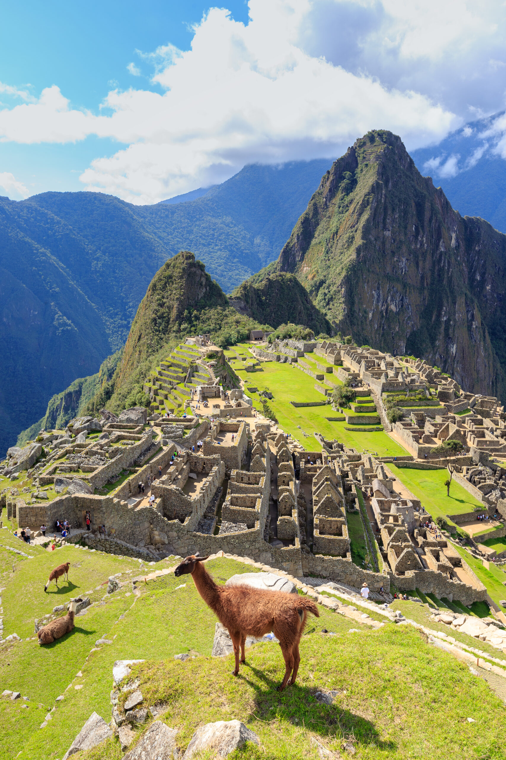 Llama,Standing,At,The,View,Point,Of,Machu,Picchu,,The