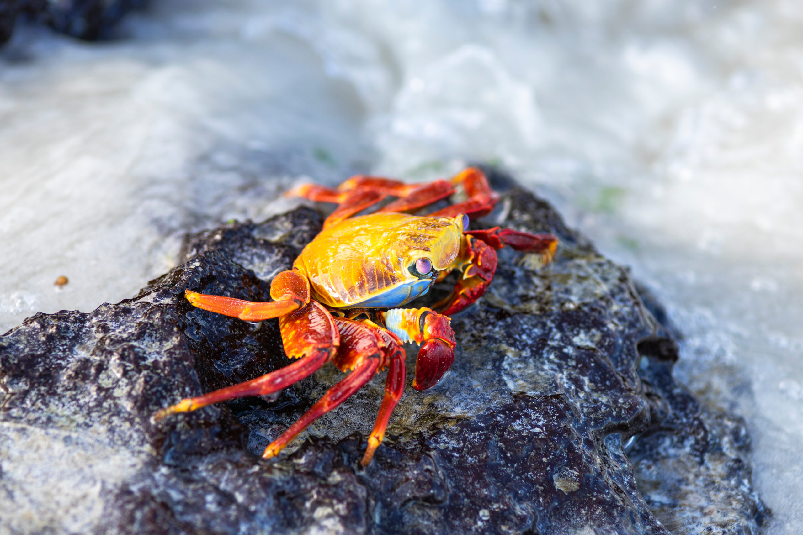 Bright,Red,Grapsus,Grapsus,Or,Zayapa,On,Lava,Stones,In