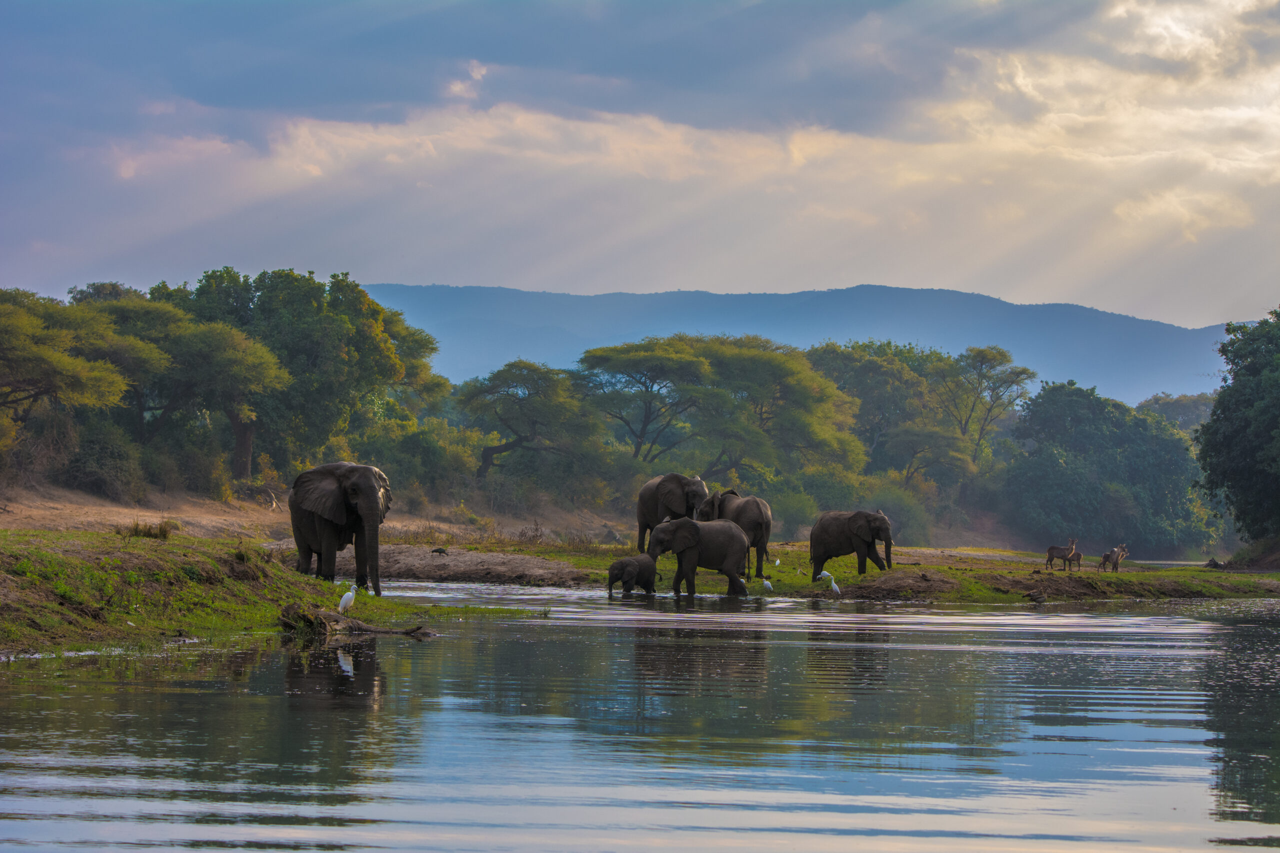 Elephant,Herd,On,The,River,Banks,Below,A,Mountain.,Zambia.