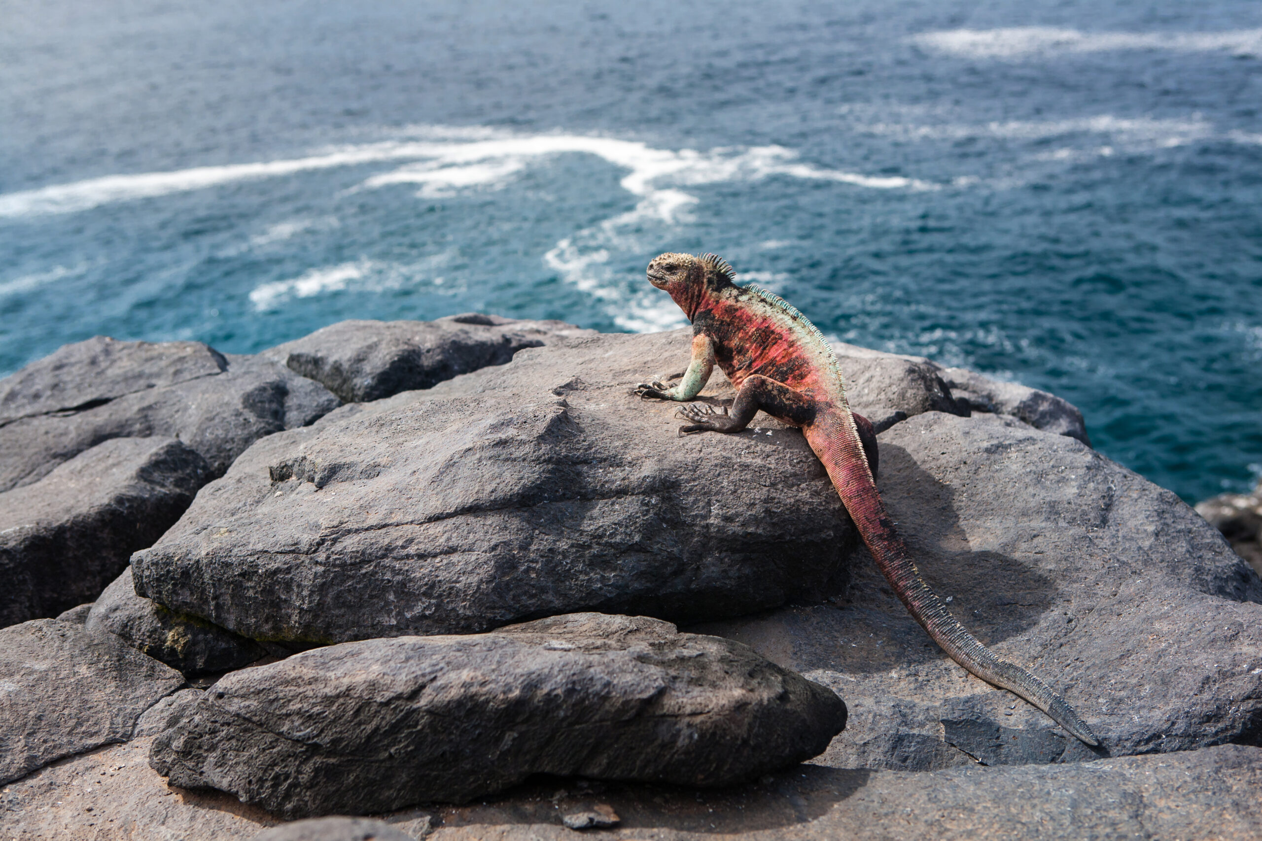 Galapagos,Marine,Iguana,Resting,On,Rocky,Beach,And,Looking,Away.