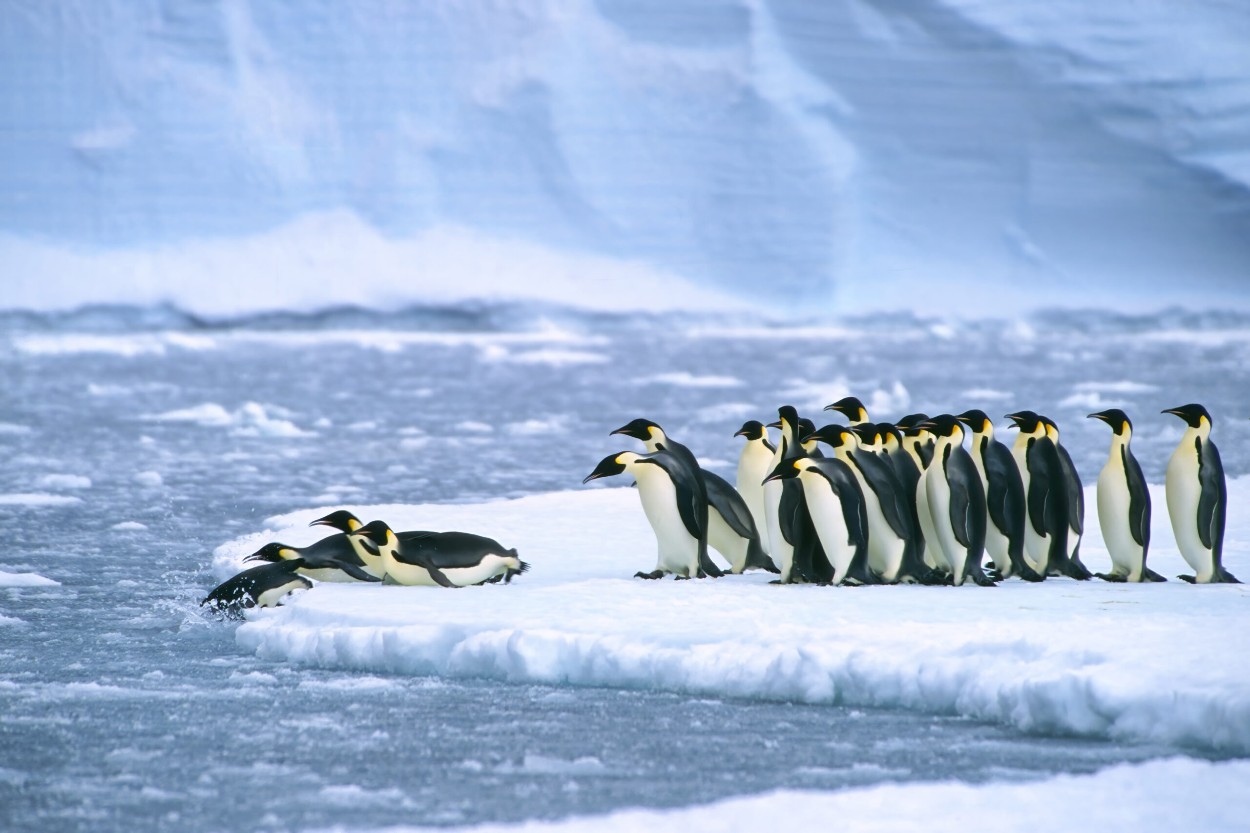 Emperor,Penguins,(aptenodytes,Forsteri),Diving,In,The,Water,Near,The