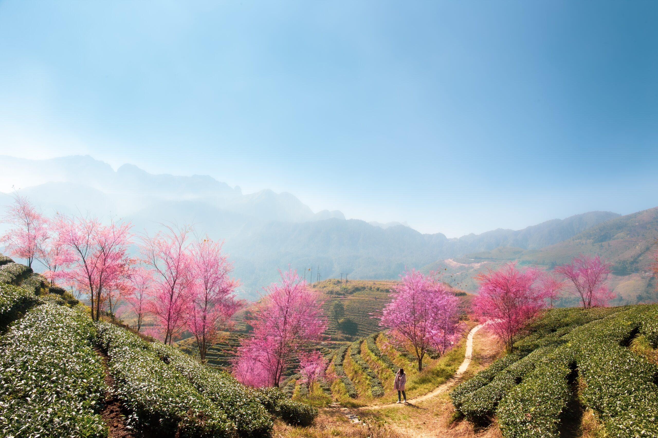 Cherry,Blossom,And,Tea,Hill,In,Sapa,,Vietnam.,Sa,Pa