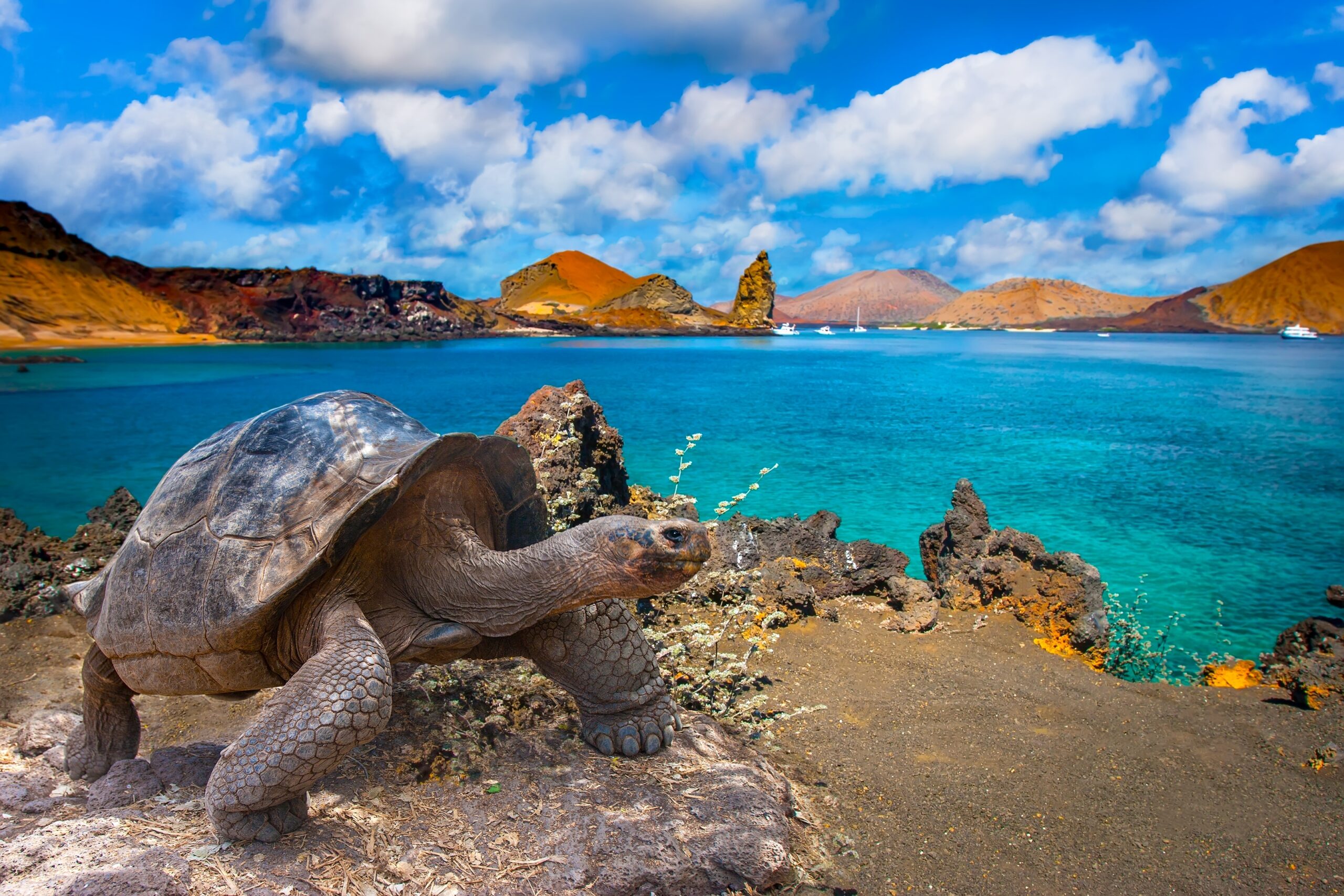 Galapagos,Islands.,Galapagos,Tortoise.,Big,Turtle.,Ecuador.