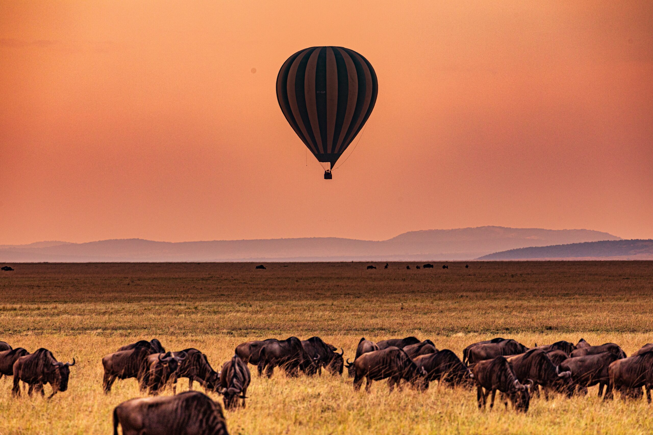 Hot,Air,Balloon,Sunrise,Viewing,Wildebeest,Wildlife,Animals,While,Grazing