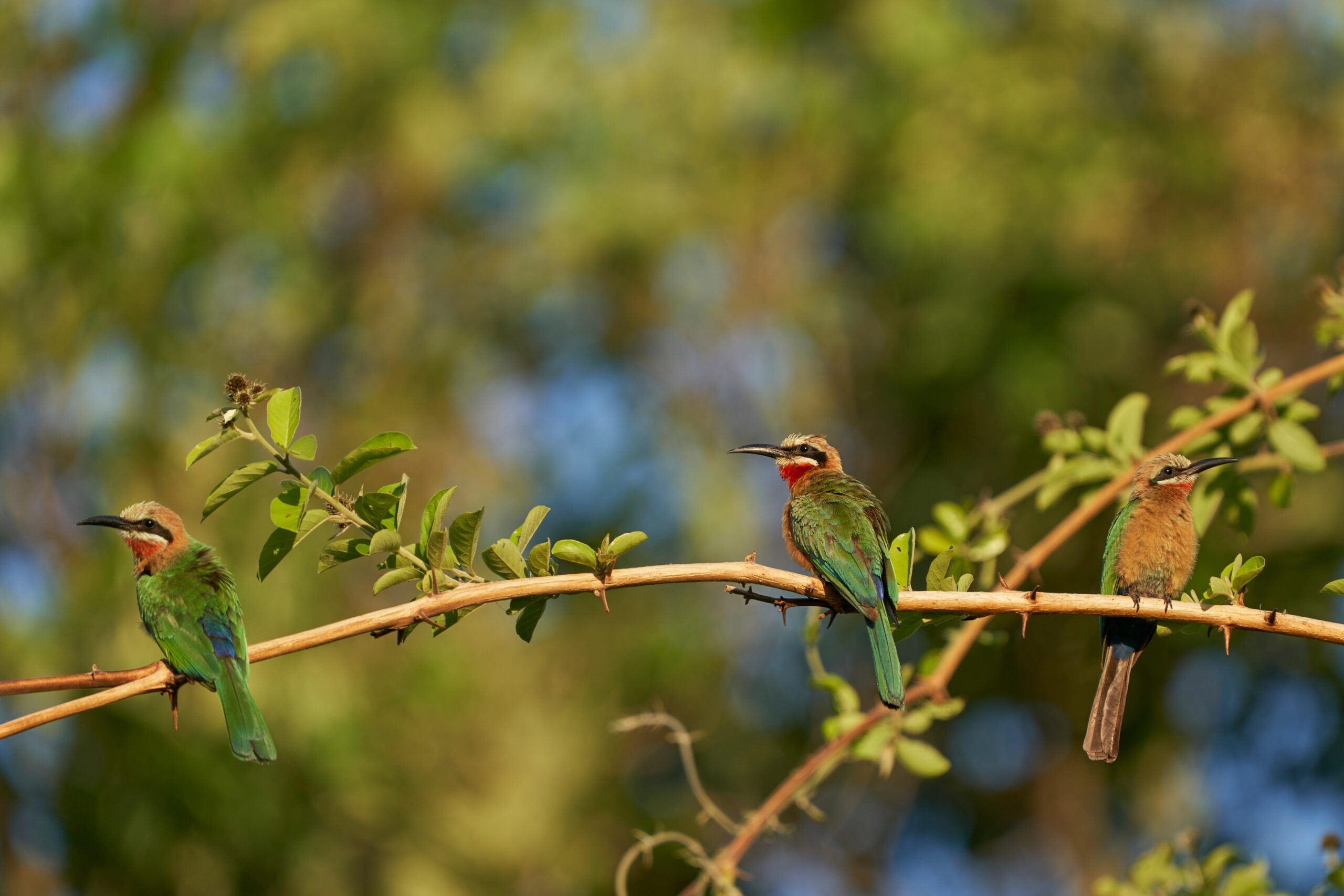 White-fronted,Bee-eater,(merops,Bullockoides),Perched,In,A,Tree,In,South