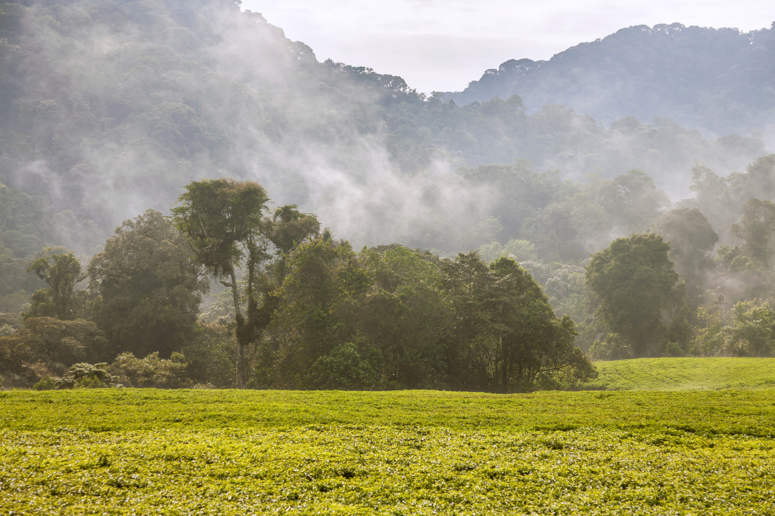 Rwanda,Tea,Plantations,And,Mist.,Tea,Is,Grown,For,Queen