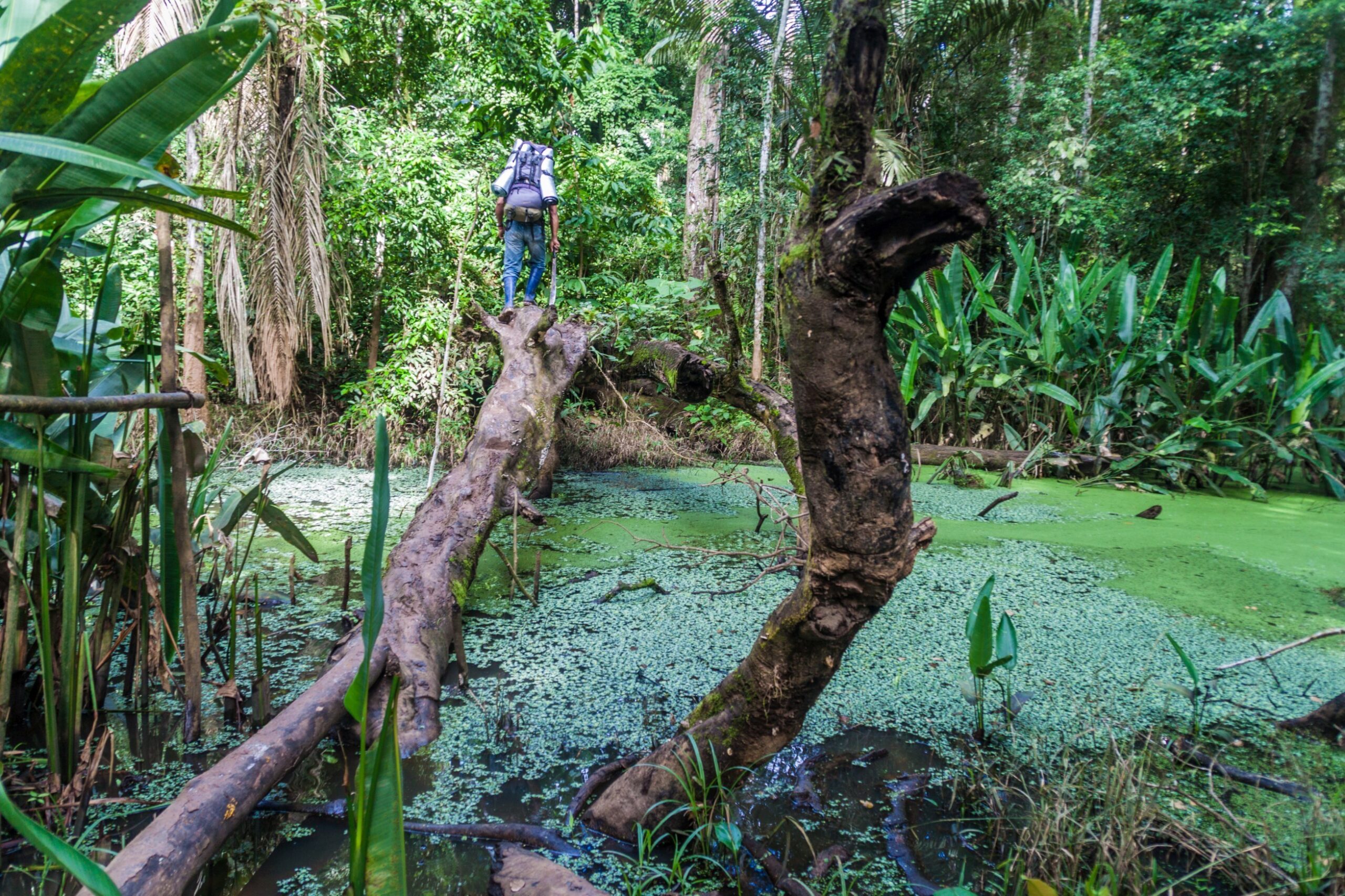 Native,Tour,Guide,In,A,Jungle,Of,Madidi,National,Park,