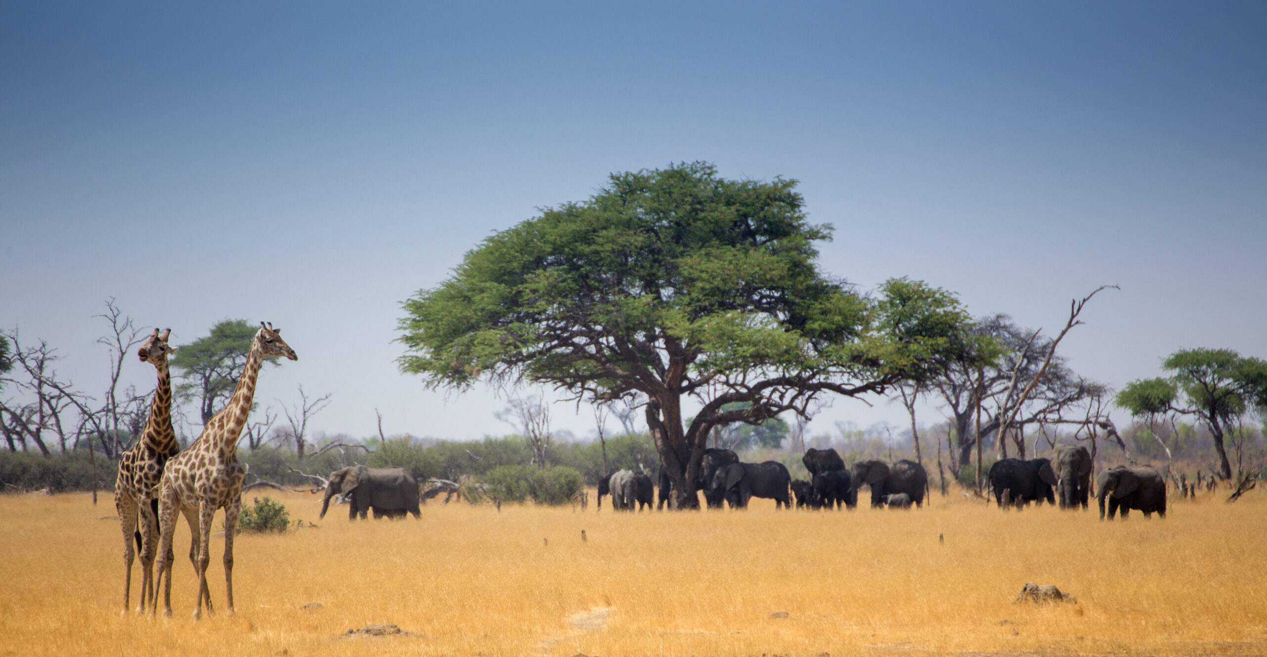 African,Scene,From,Camp,With,Zebra,,Giraffe,And,Elephant