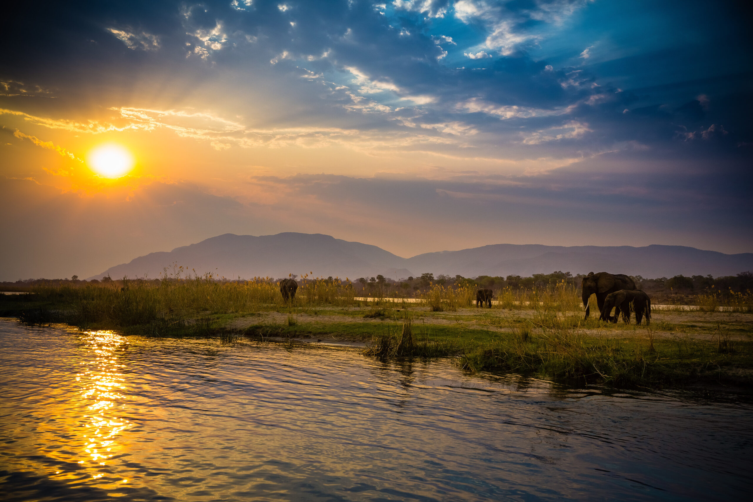 Elephants,In,Lower,Zambezi,National,Park,-,Zambia