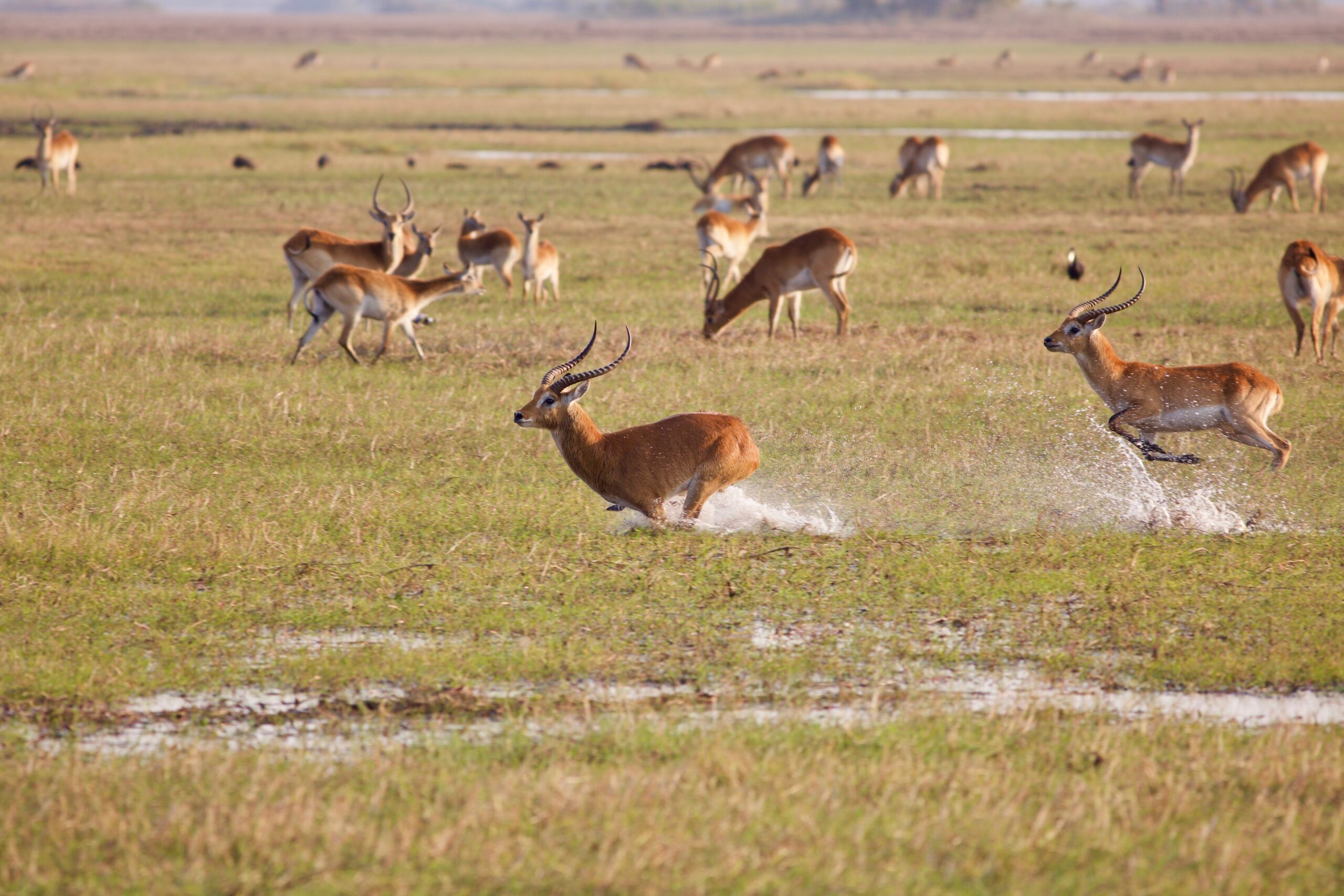 Kafue,Flats,Lechwe,(kobus,Leche,Kafuensis),Running,In,The,Water