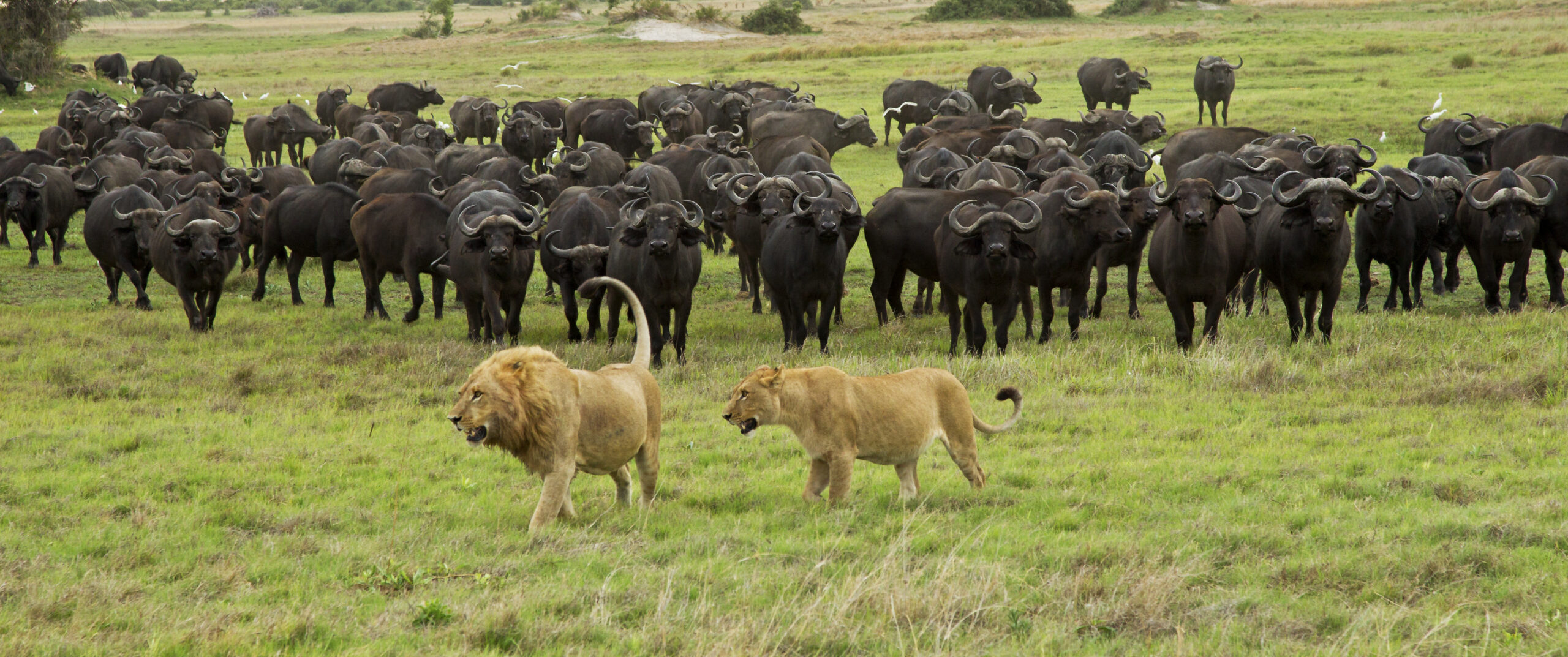 African,Buffalo