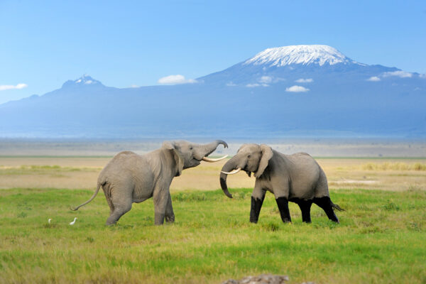 Where to Go for an Africa Safari: