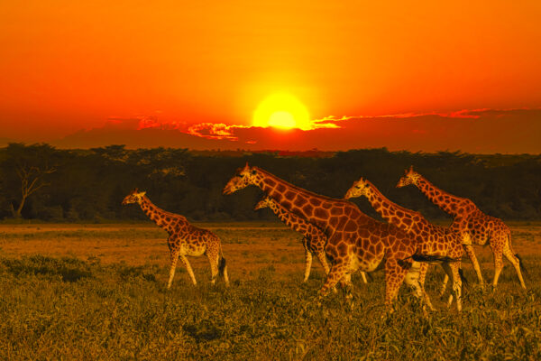 A Guide to Safari Tours in Kenya